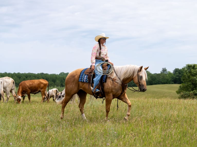 American Quarter Horse Wallach 5 Jahre Palomino in Nevis