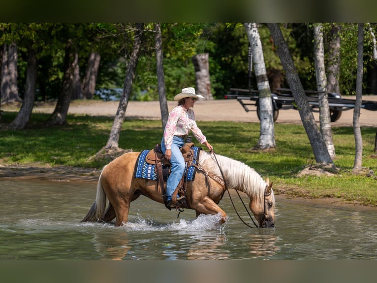 American Quarter Horse Wallach 5 Jahre Palomino in Nevis