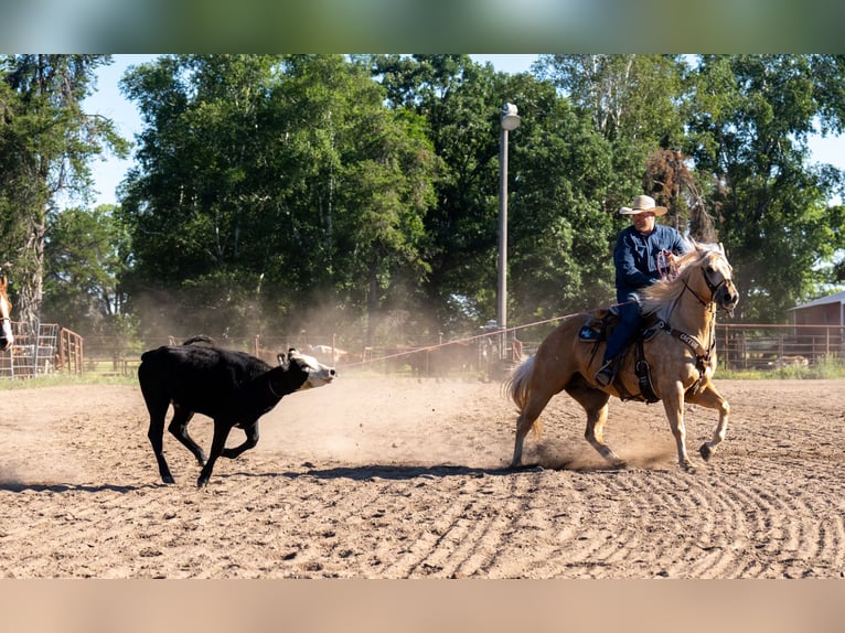 American Quarter Horse Wallach 5 Jahre Palomino in Nevis