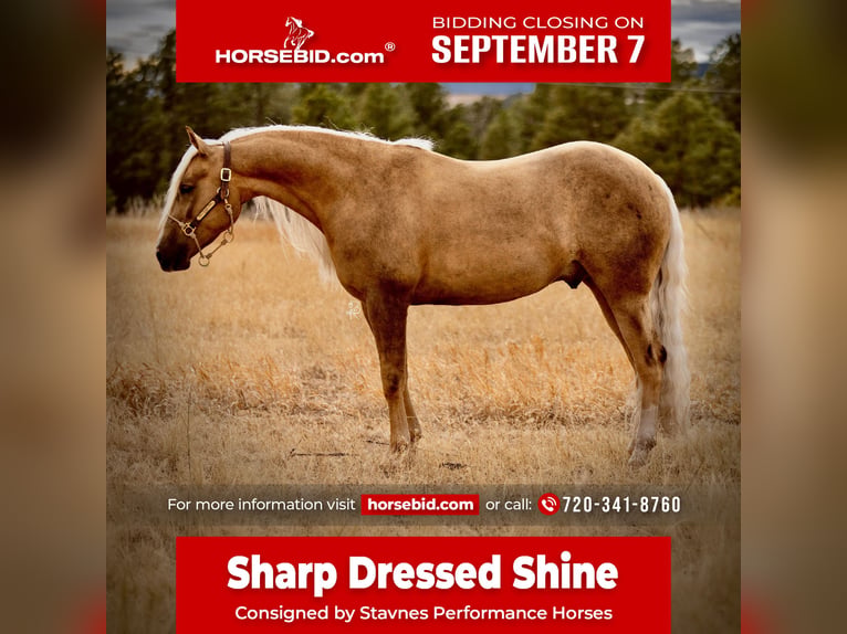 American Quarter Horse Wallach 5 Jahre Palomino in Elbert