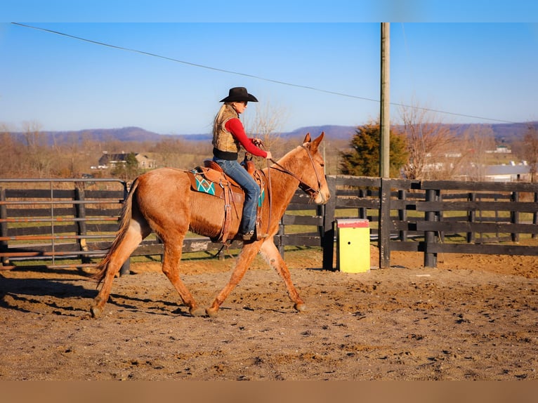 American Quarter Horse Wallach 5 Jahre Palomino in Flemmngsburg Ky