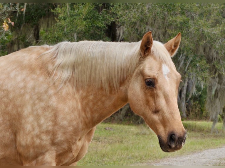 American Quarter Horse Wallach 5 Jahre Palomino in Lisbon