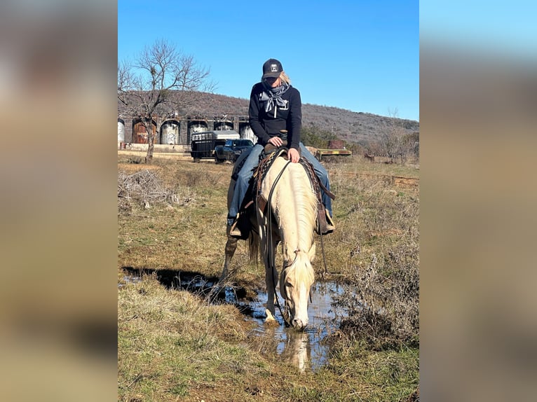 American Quarter Horse Wallach 5 Jahre Palomino in Jacksboro TX