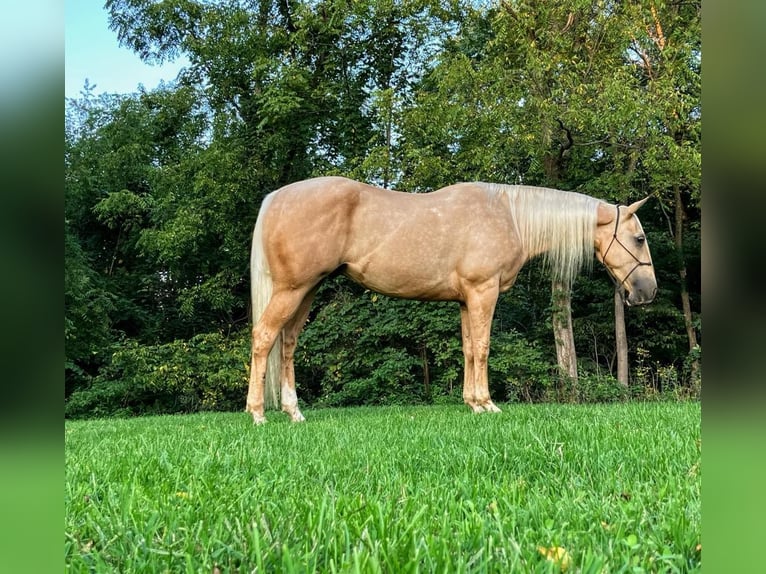 American Quarter Horse Wallach 5 Jahre Palomino in Millersburg OH