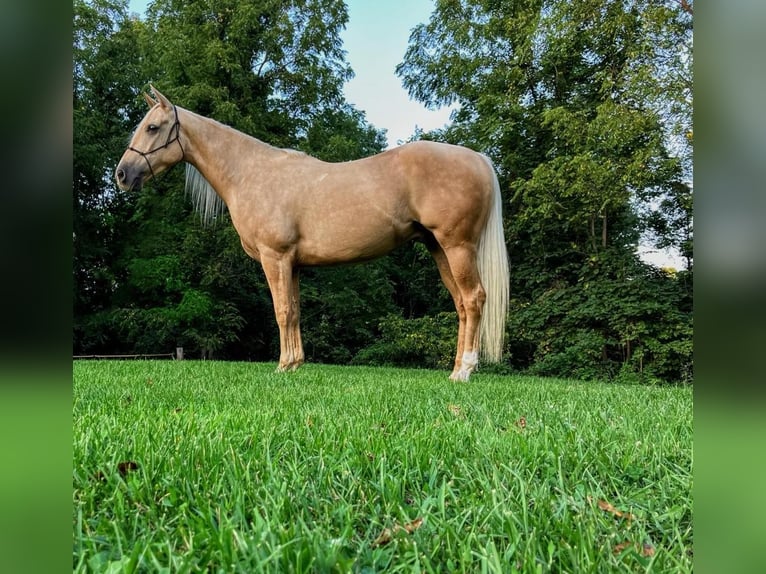 American Quarter Horse Wallach 5 Jahre Palomino in Millersburg OH