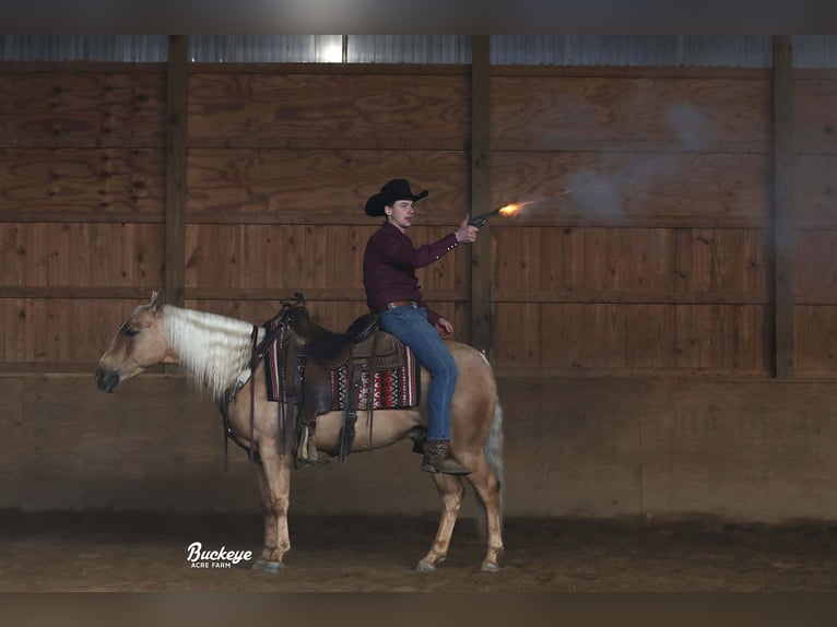 American Quarter Horse Wallach 5 Jahre Palomino in Millersburg