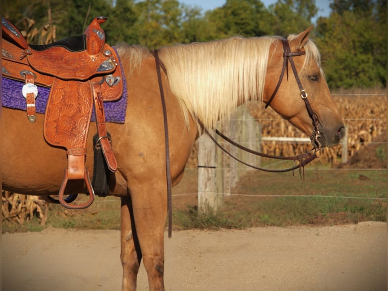 American Quarter Horse Wallach 5 Jahre Palomino in Saint Joe IN