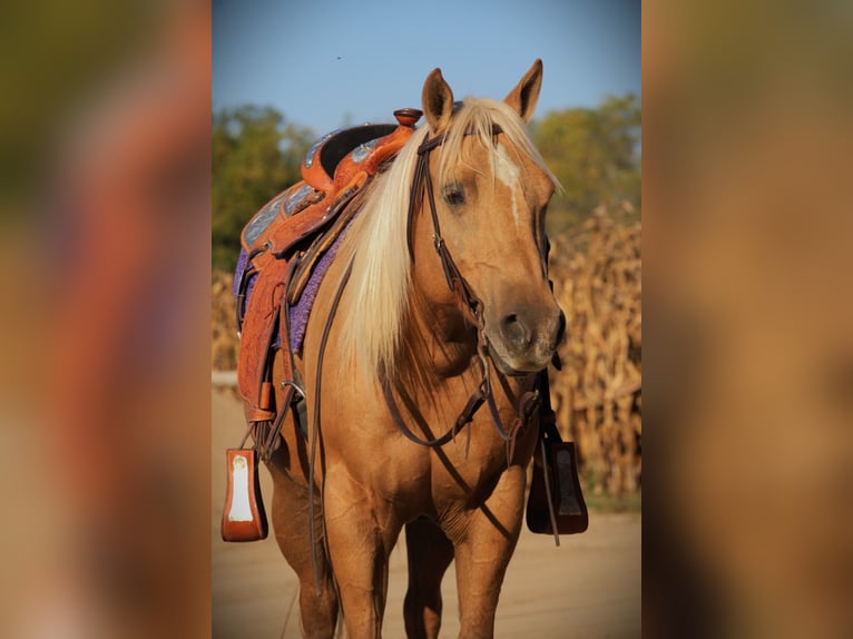 American Quarter Horse Wallach 5 Jahre Palomino in Saint Joe IN