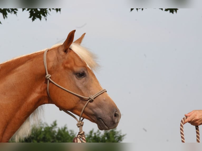 American Quarter Horse Wallach 5 Jahre Palomino in Caluso