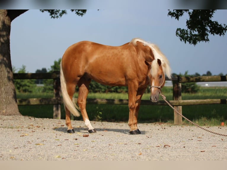 American Quarter Horse Wallach 5 Jahre Palomino in Caluso