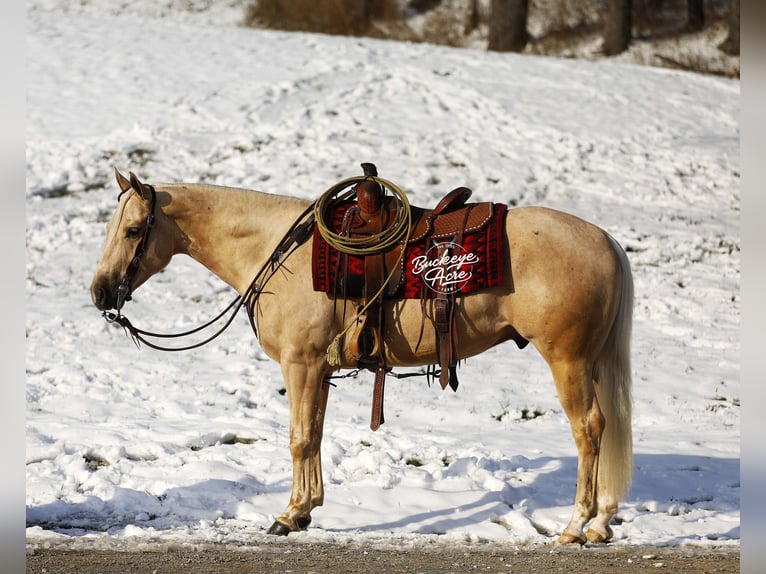 American Quarter Horse Wallach 5 Jahre Palomino in Millersburg