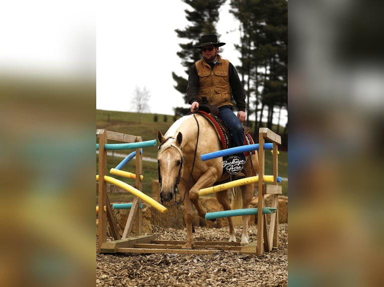 American Quarter Horse Wallach 5 Jahre Palomino in Millersburg