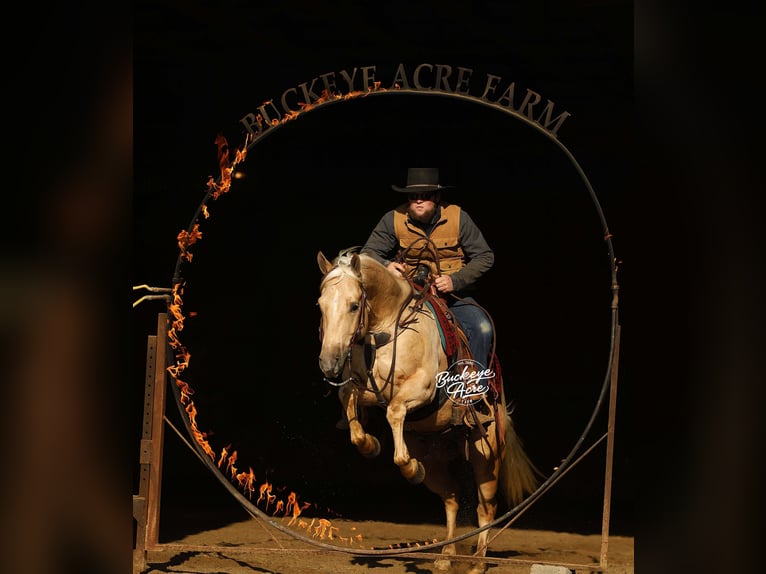 American Quarter Horse Wallach 5 Jahre Palomino in Millersburg