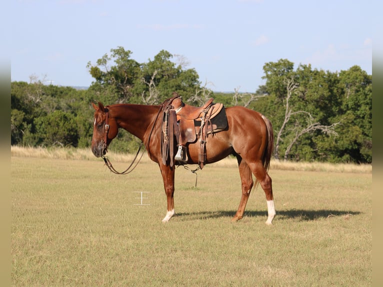 American Quarter Horse Wallach 5 Jahre Rabicano in Killeen
