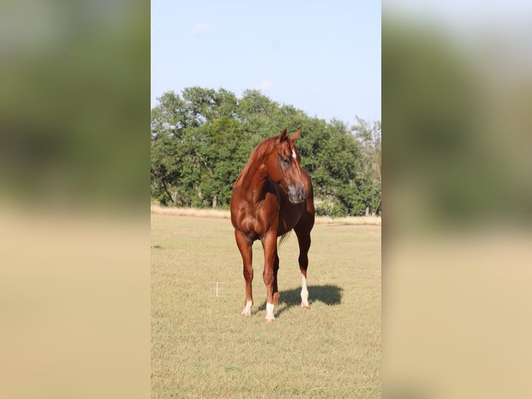 American Quarter Horse Wallach 5 Jahre Rabicano in Killeen
