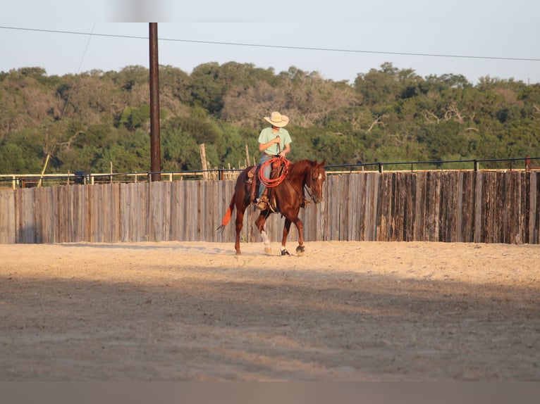 American Quarter Horse Wallach 5 Jahre Rabicano in Killeen