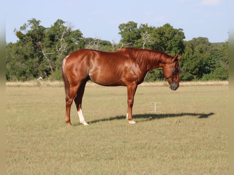 American Quarter Horse Wallach 5 Jahre Rabicano in Killeen