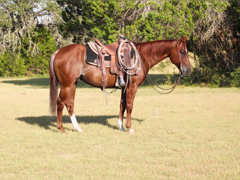 American Quarter Horse Wallach 5 Jahre Rabicano in Killeen