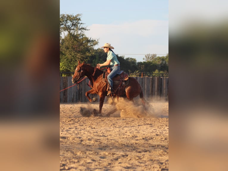 American Quarter Horse Wallach 5 Jahre Rabicano in Killeen