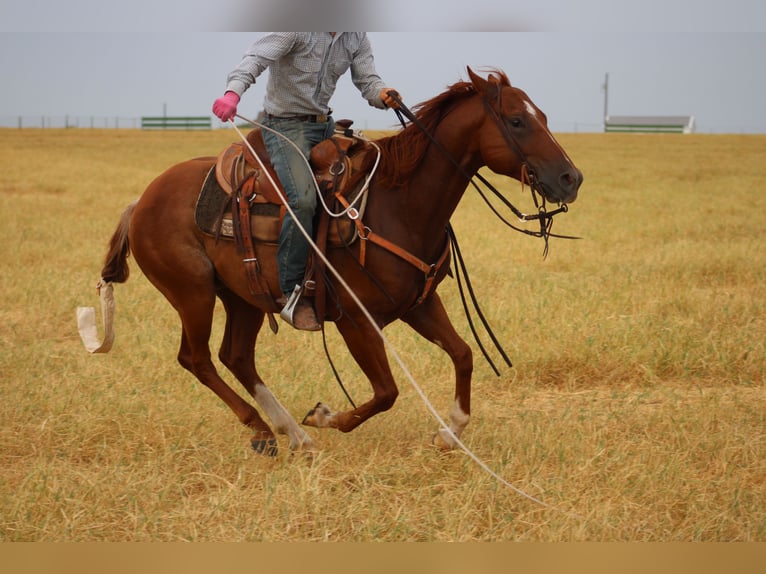 American Quarter Horse Wallach 5 Jahre Rabicano in Killeen