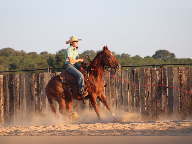 American Quarter Horse Wallach 5 Jahre Rabicano in Killeen