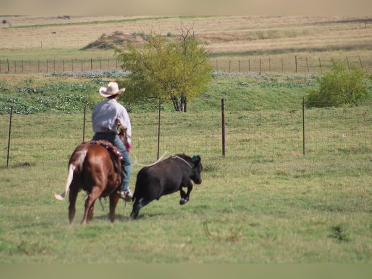 American Quarter Horse Wallach 5 Jahre Rabicano in Killeen