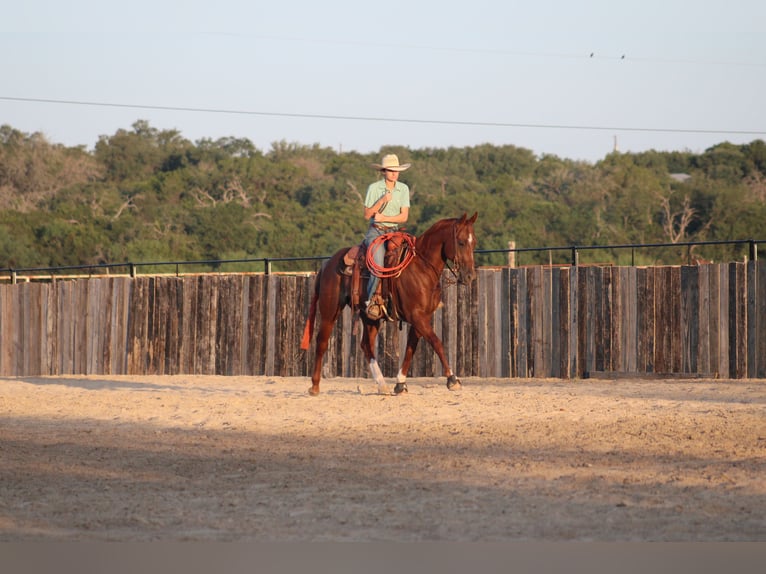 American Quarter Horse Wallach 5 Jahre Rabicano in Killeen