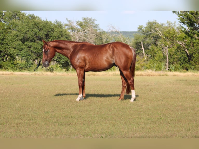 American Quarter Horse Wallach 5 Jahre Rabicano in Killeen