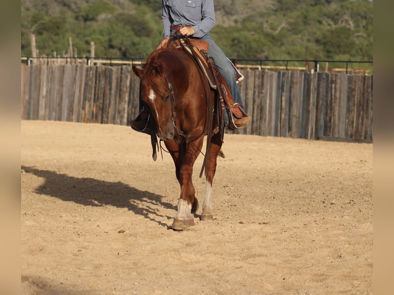 American Quarter Horse Wallach 5 Jahre Rabicano in Killeen
