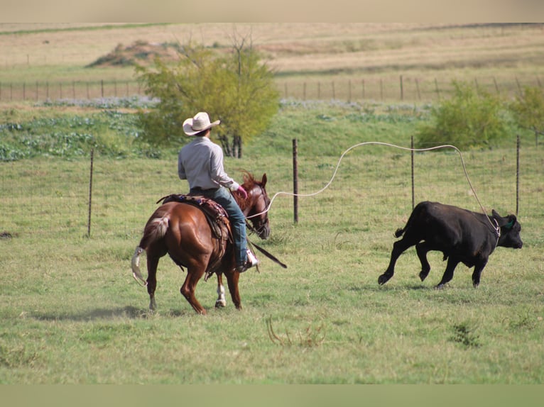 American Quarter Horse Wallach 5 Jahre Rabicano in Killeen