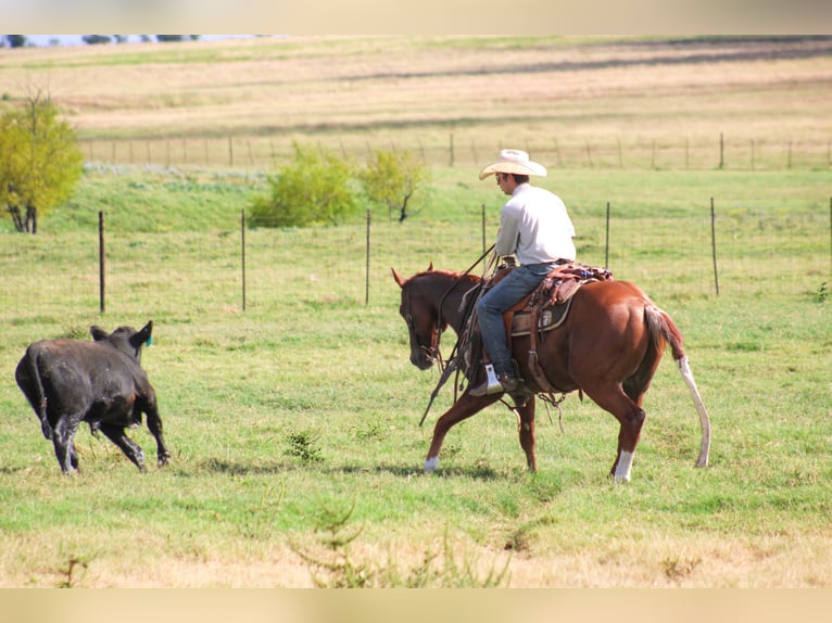 American Quarter Horse Wallach 5 Jahre Rabicano in Killeen