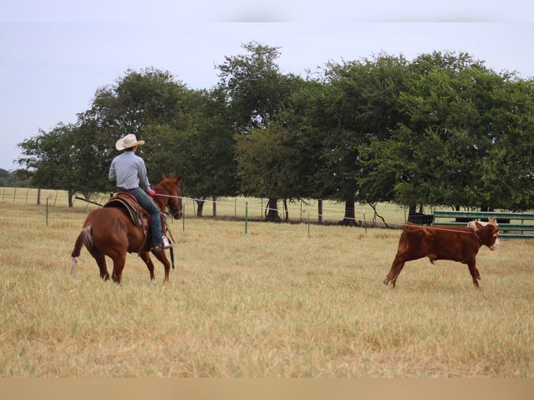 American Quarter Horse Wallach 5 Jahre Rabicano in Killeen