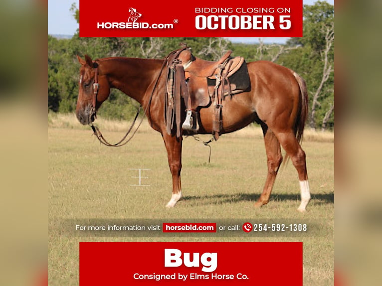 American Quarter Horse Wallach 5 Jahre Rabicano in Killeen