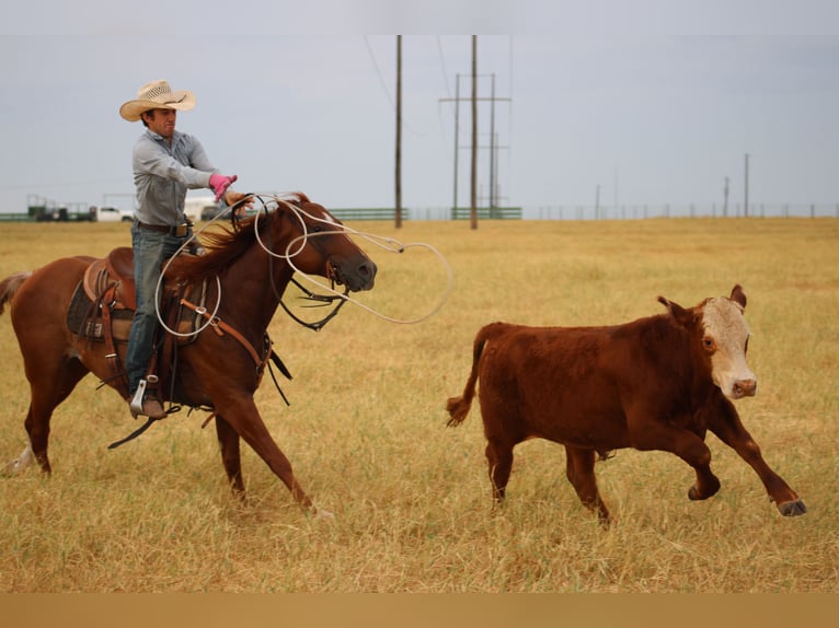 American Quarter Horse Wallach 5 Jahre Rabicano in Killeen