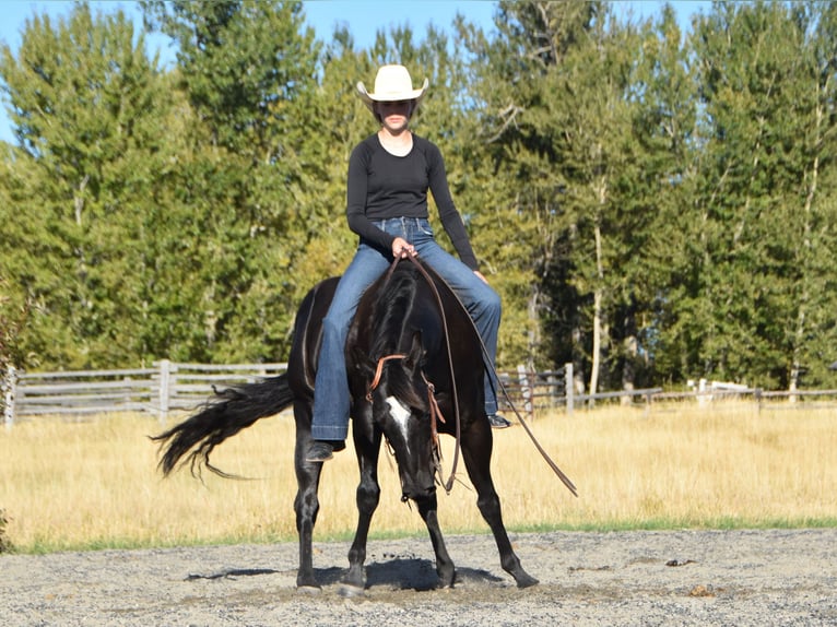 American Quarter Horse Wallach 5 Jahre Rappe in Bozeman
