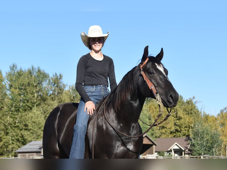 American Quarter Horse Wallach 5 Jahre Rappe in Bozeman