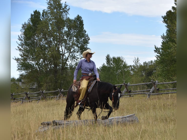 American Quarter Horse Wallach 5 Jahre Rappe in Bozeman