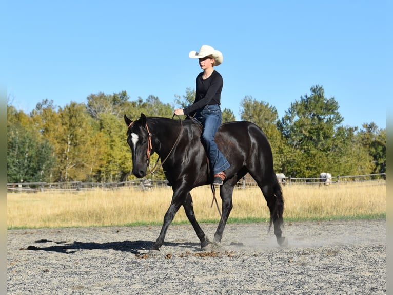 American Quarter Horse Wallach 5 Jahre Rappe in Bozeman