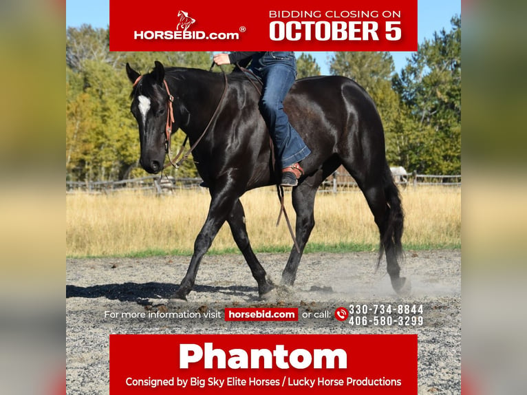 American Quarter Horse Wallach 5 Jahre Rappe in Bozeman