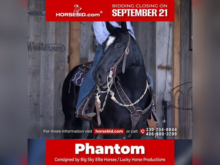 American Quarter Horse Wallach 5 Jahre Rappe in Bozeman