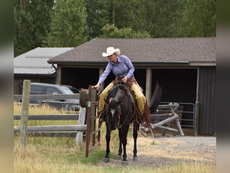 American Quarter Horse Wallach 5 Jahre Rappe in Bozeman