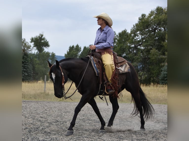 American Quarter Horse Wallach 5 Jahre Rappe in Bozeman