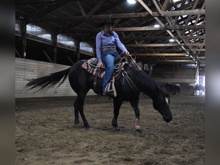 American Quarter Horse Wallach 5 Jahre Rappe in Bozeman