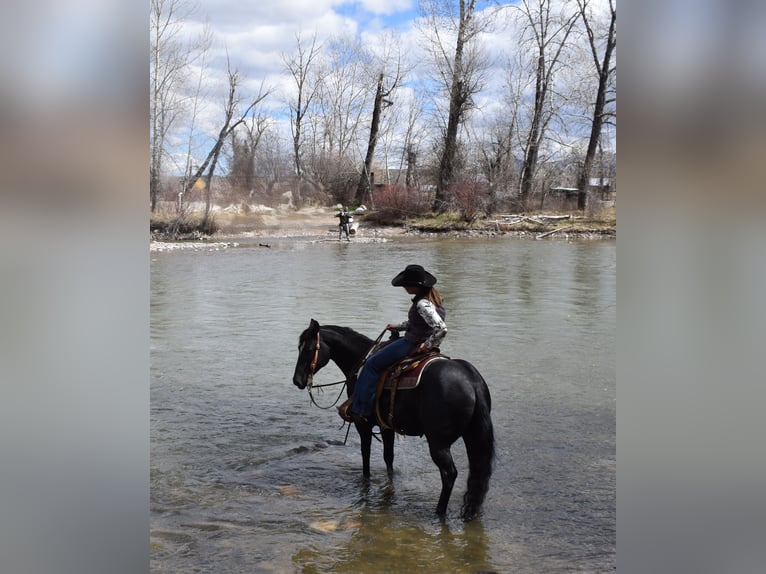 American Quarter Horse Wallach 5 Jahre Rappe in Bozeman