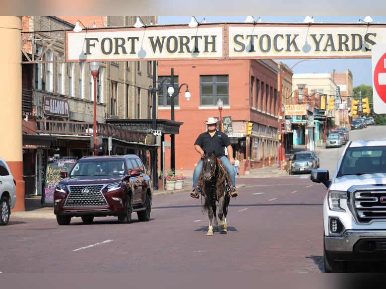 American Quarter Horse Wallach 5 Jahre Rappe in Morgan Mill TX