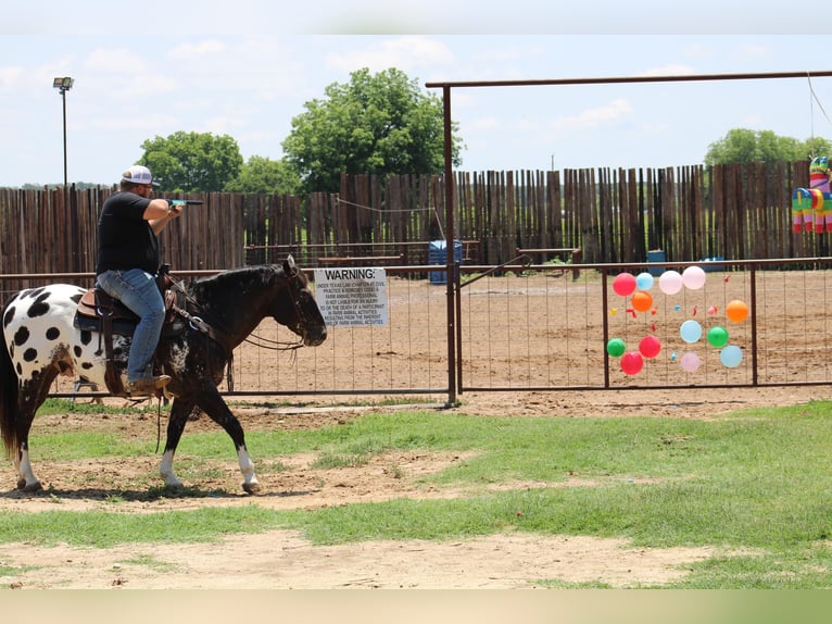 American Quarter Horse Wallach 5 Jahre Rappe in Morgan Mill TX