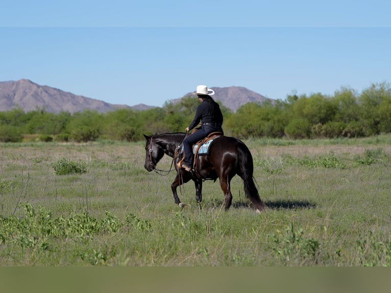 American Quarter Horse Wallach 5 Jahre Rappe in Nevis