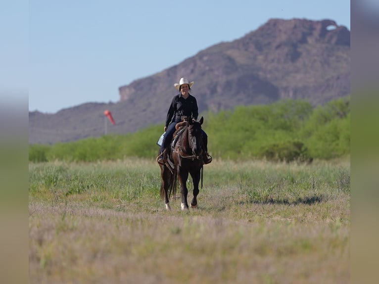 American Quarter Horse Wallach 5 Jahre Rappe in Nevis