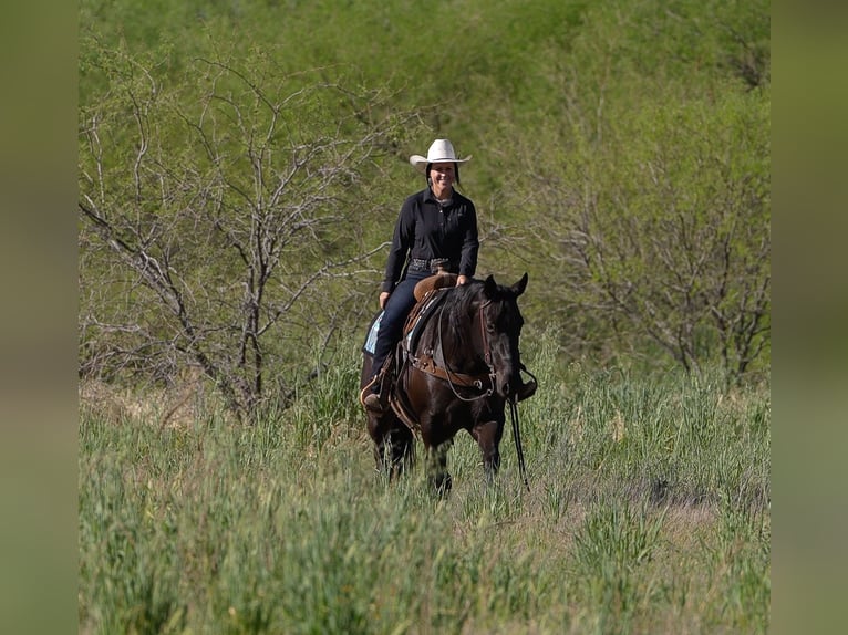 American Quarter Horse Wallach 5 Jahre Rappe in Nevis