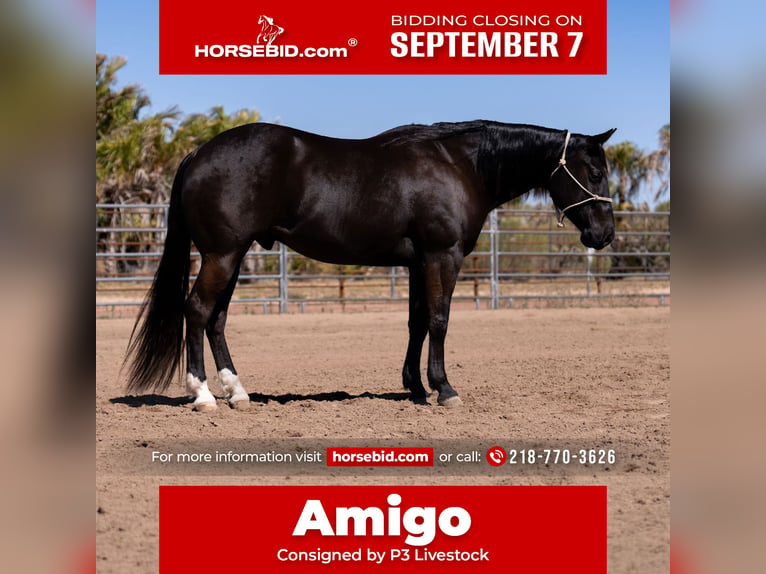 American Quarter Horse Wallach 5 Jahre Rappe in Nevis